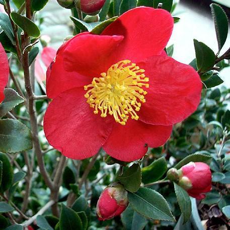 Camellia sasanqua 'Yuletide' ~ Yuletide Camellia-ServeScape