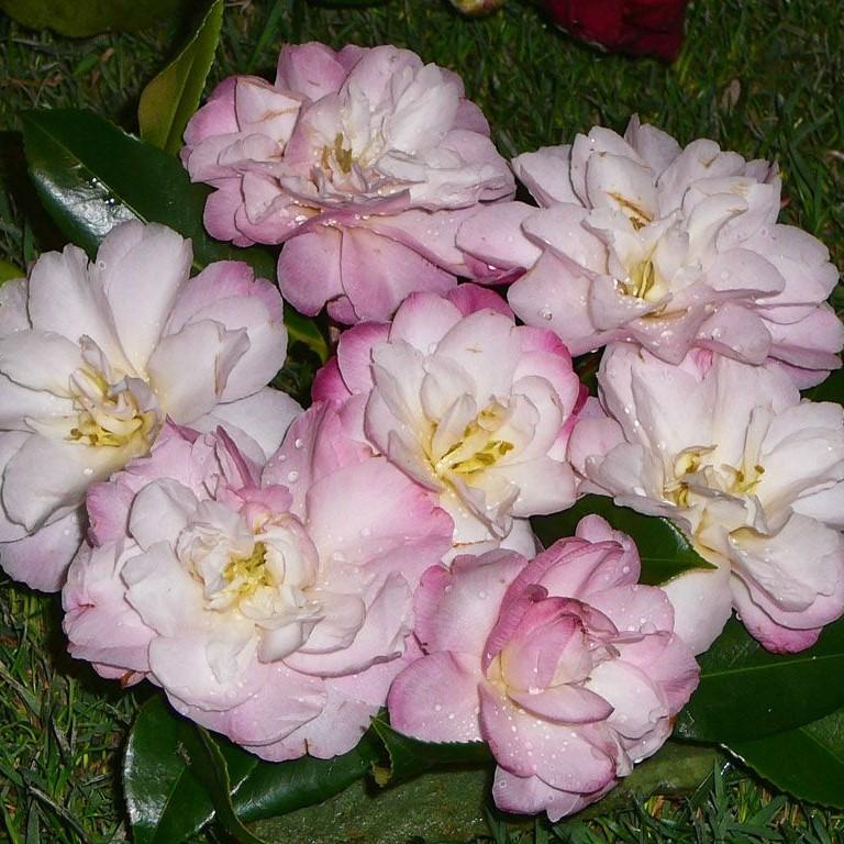 Camellia vernalis 'Star Above Star' ~ Star Above Star Camellia-ServeScape