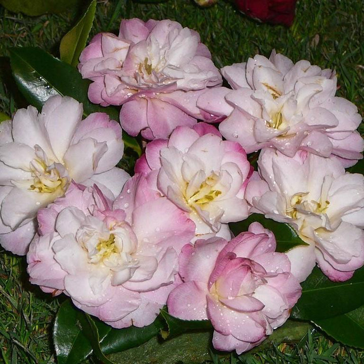 Camellia vernalis 'Star Above Star' ~ Star Above Star Camellia-ServeScape