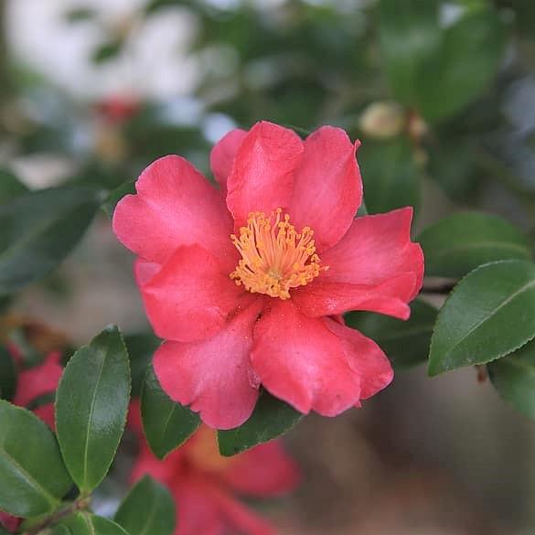 Camellia x 'Twilight Glow' ~ Twilight Glow Camellia-ServeScape
