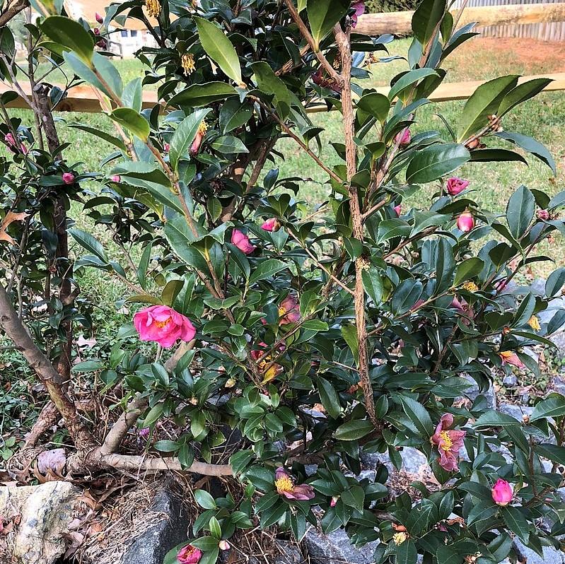 Camellia x 'Twilight Glow' ~ Twilight Glow Camellia-ServeScape