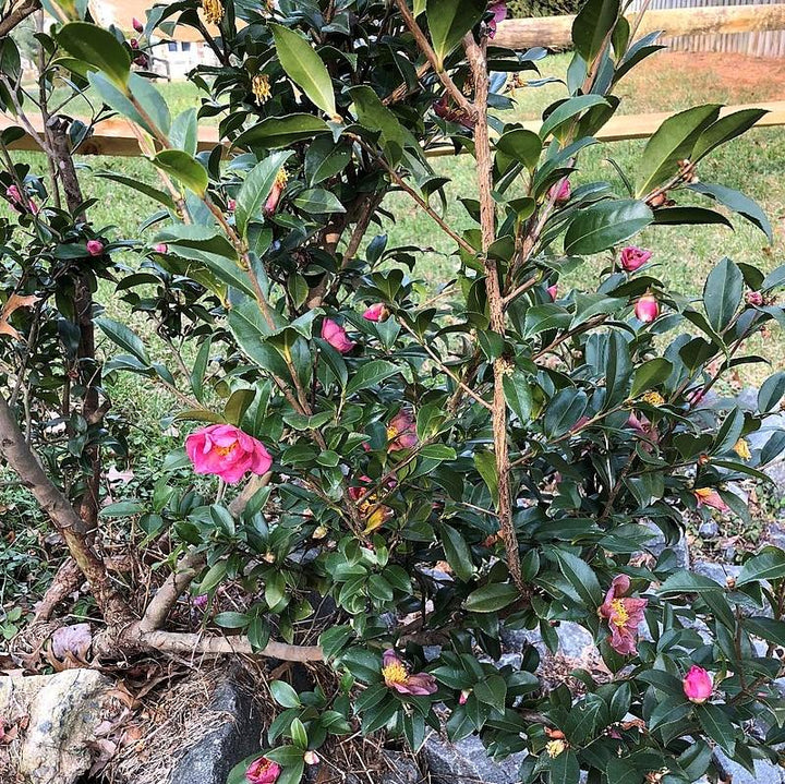 Camellia x 'Twilight Glow' ~ Twilight Glow Camellia-ServeScape
