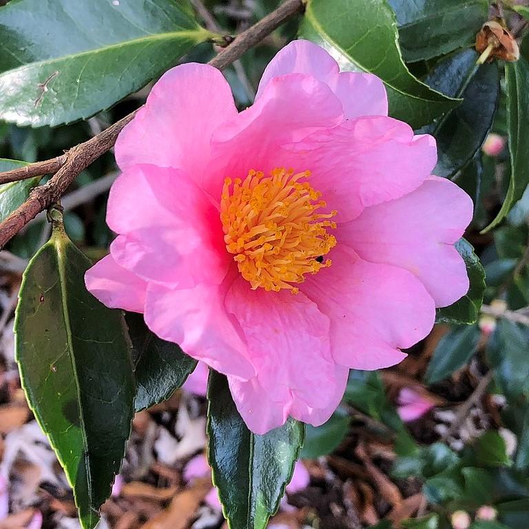 Camellia x 'Twilight Glow' ~ Twilight Glow Camellia-ServeScape
