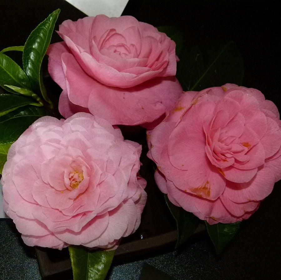 Camellia japonica 'Nuccio's Cameo' ~ Nuccio's Cameo Camellia-ServeScape