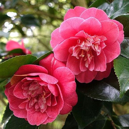 Camellia japonica 'R.L. Wheeler ' ~ R.L. Wheeler Camellia-ServeScape