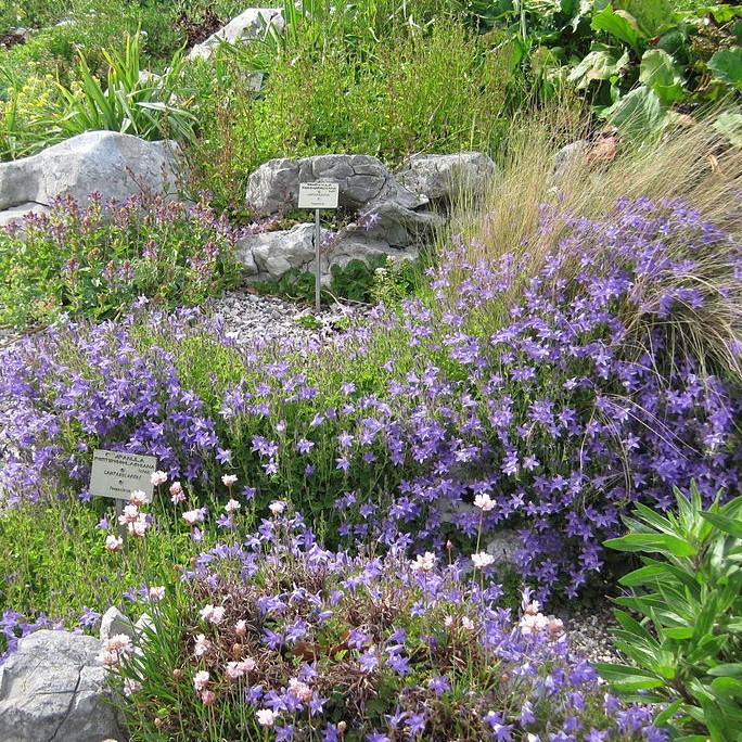 Campanula p. 'Blue Waterfall' ~ Blue Waterfall Bellflower-ServeScape