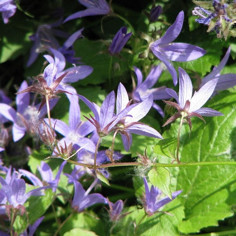 Campanula p. 'Blue Waterfall' ~ Blue Waterfall Bellflower-ServeScape