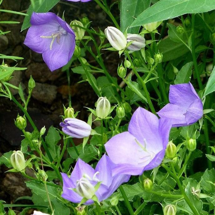 Campanula x 'Beyond Blue' ~ Beyond Blue Bellflower-ServeScape