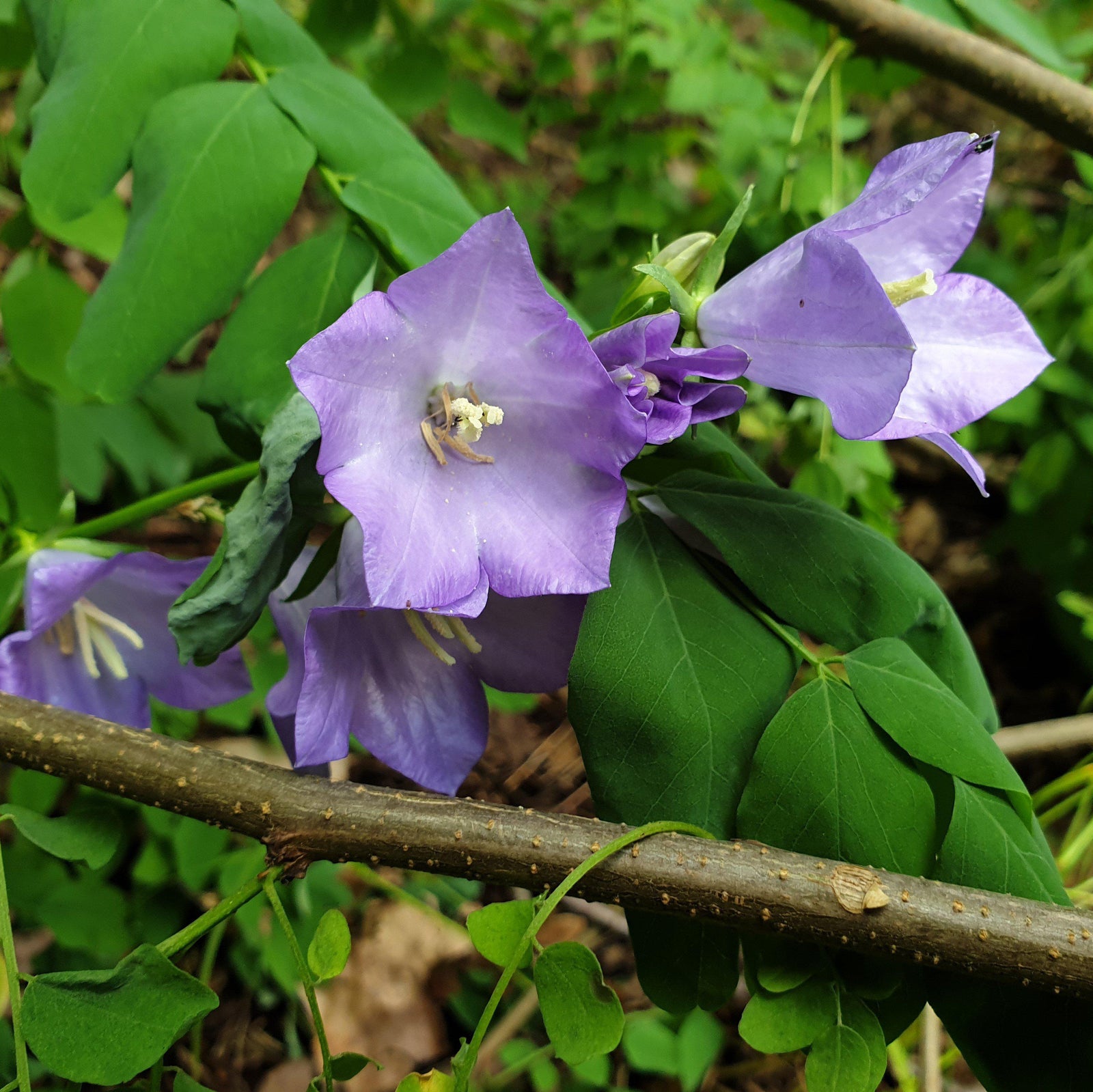 Campanula x 'Beyond Blue' ~ Beyond Blue Bellflower-ServeScape