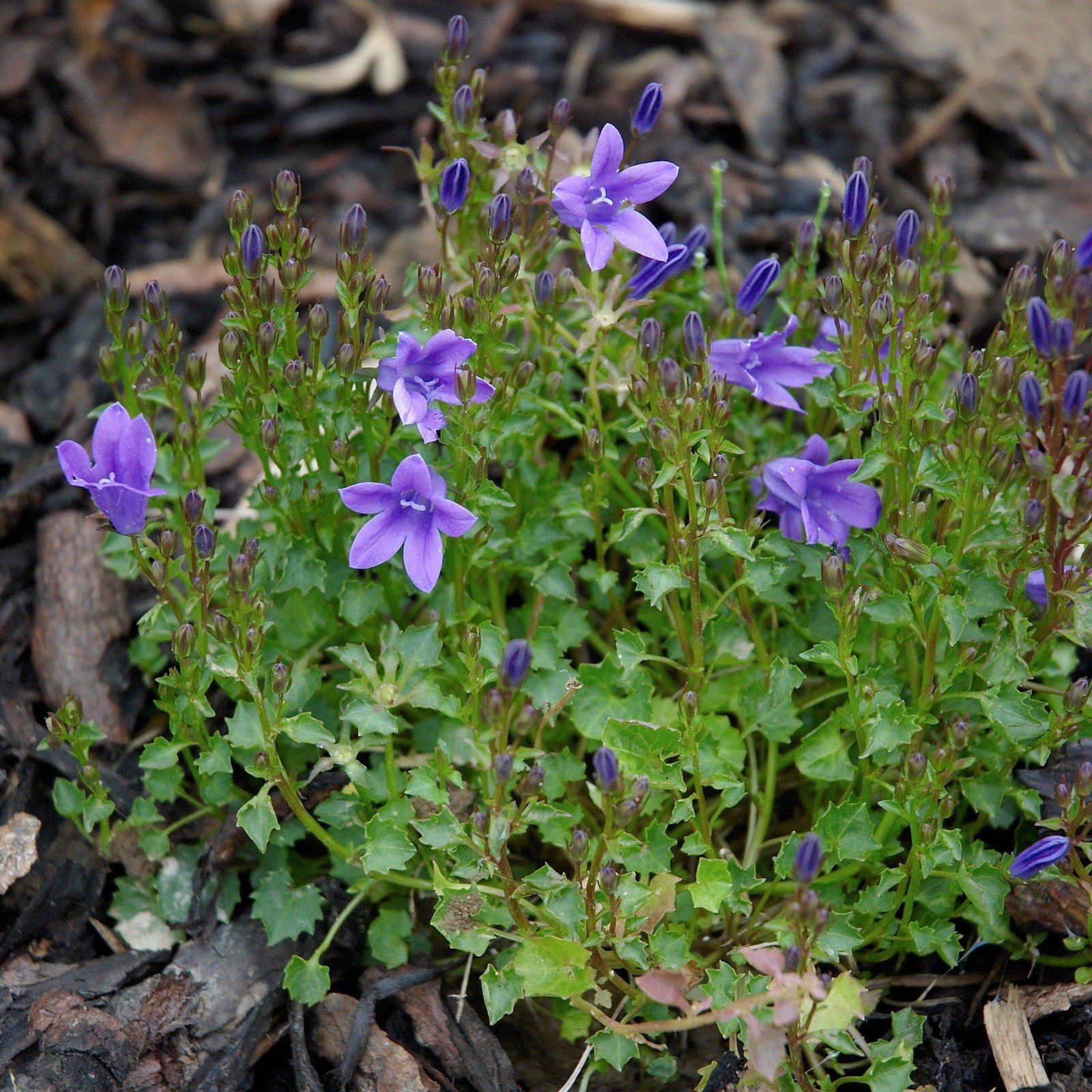 Campanula x 'Birch Hybrid' ~ Birch Hybrid Bellflower - Delivered By ServeScape