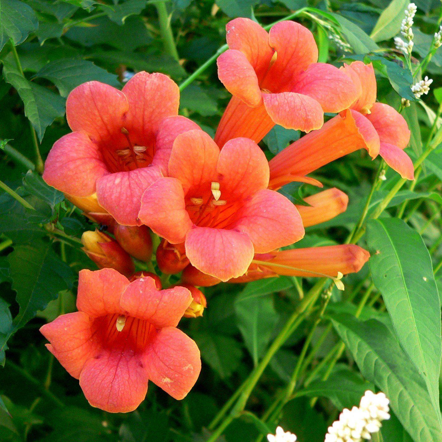 Campsis radicans 'Flamenco' ~ Flamenco Trumpet Creeper - Delivered By ServeScape