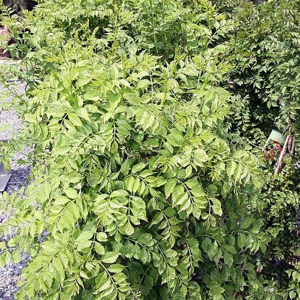 Campsis radicans 'Flava' ~ Flava Trumpet Creeper-ServeScape