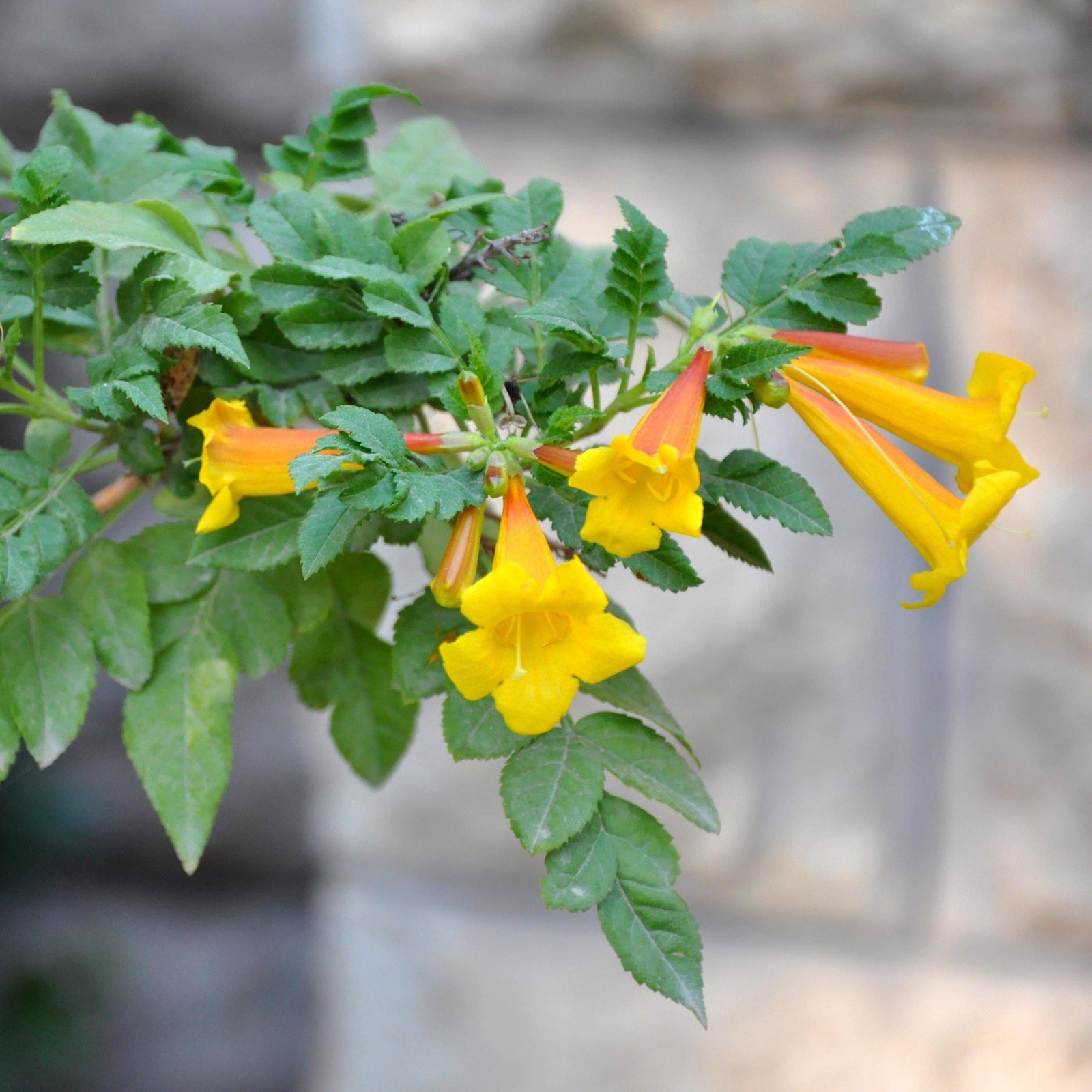 Campsis radicans 'Flava' ~ Flava Trumpet Creeper - Delivered By ServeScape
