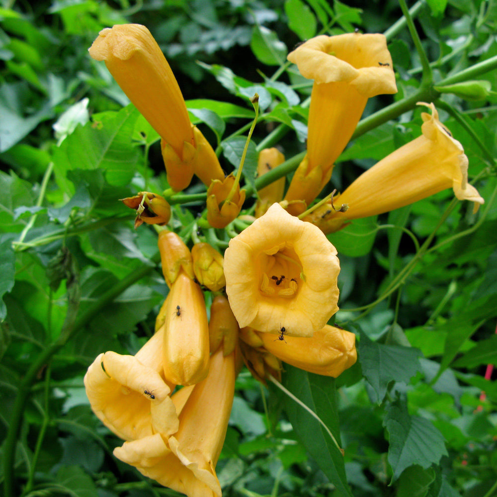 Campsis radicans 'Gresnbr' ~ Snazzy Brass™ Trumpet Vine-ServeScape