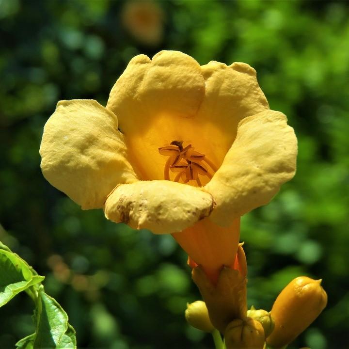 Campsis radicans 'Gresnbr' ~ Snazzy Brass™ Trumpet Vine-ServeScape