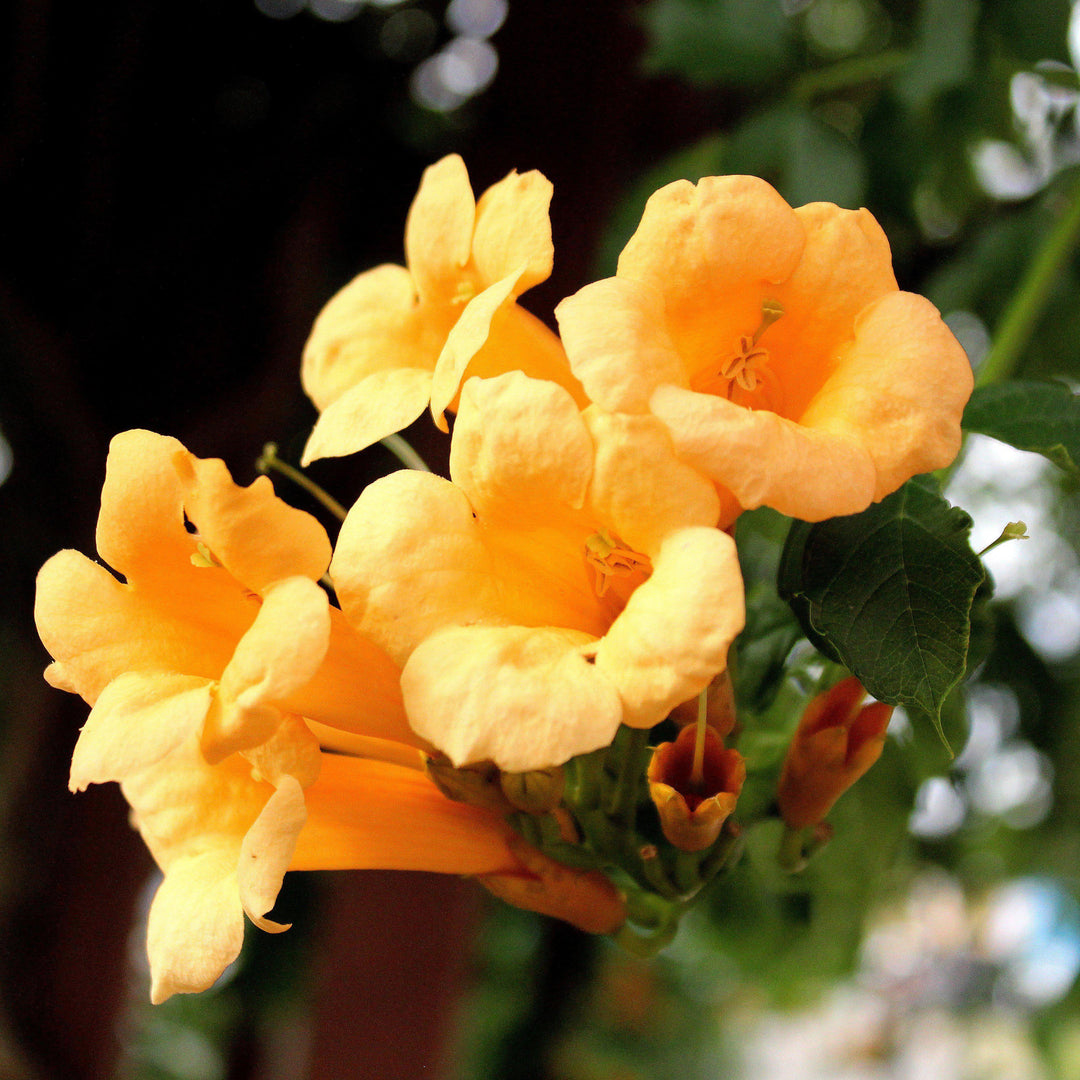 Campsis radicans 'Gresnbr' ~ Snazzy Brass™ Trumpet Vine - Delivered By ServeScape