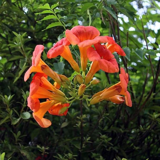 Campsis radicans 'Indian Summer' ~ Indian Summer Trumpet Creeper - Delivered By ServeScape