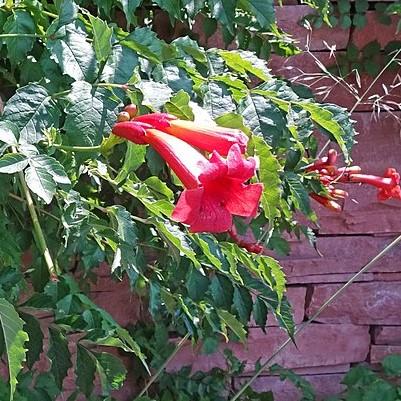 Campsis radicans 'Stromboli' ~ Atomic Red Trumpet Creeper-ServeScape