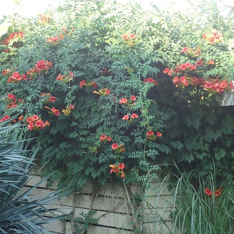 Campsis radicans 'Stromboli' ~ Atomic Red Trumpet Creeper-ServeScape