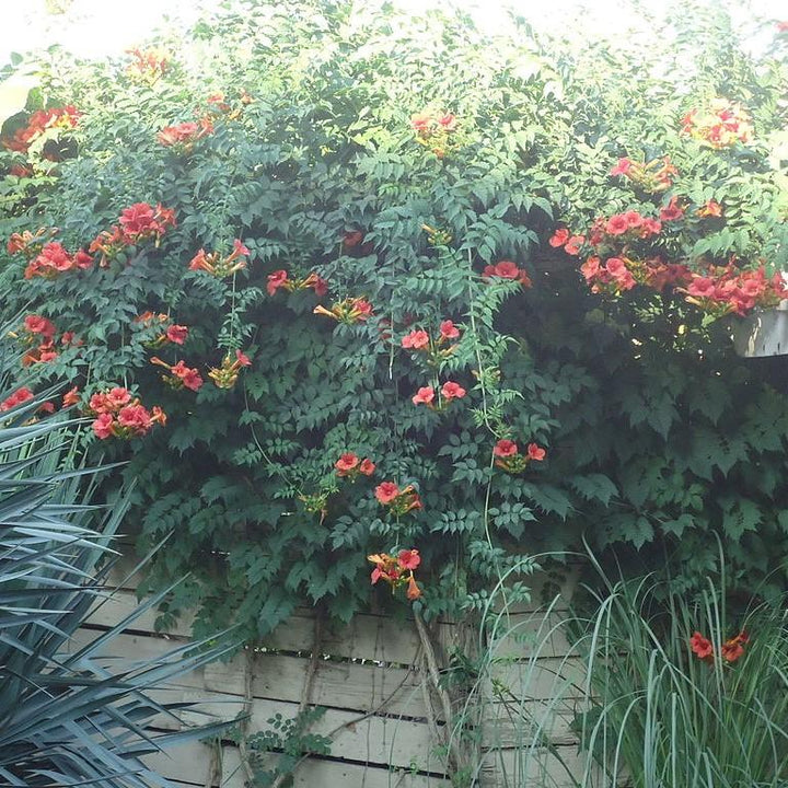 Campsis radicans 'Stromboli' ~ Atomic Red Trumpet Creeper-ServeScape