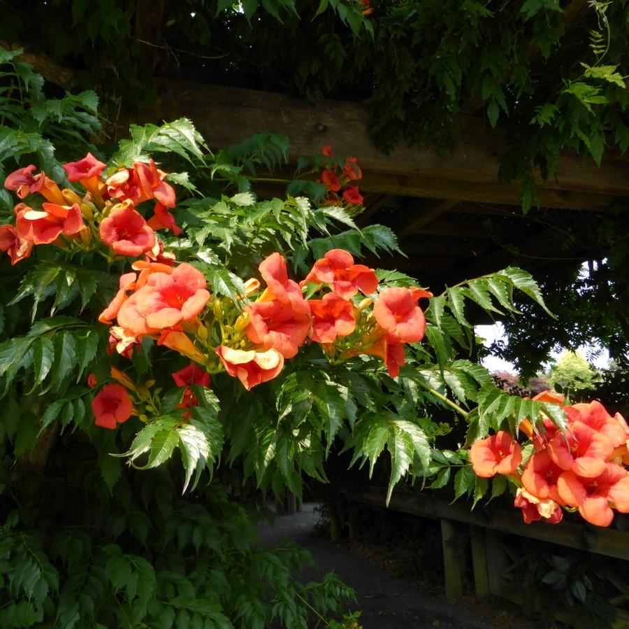 Campsis × tagliabuana 'Madame Galen ~ Madame Galen Trumpet Creeper-ServeScape