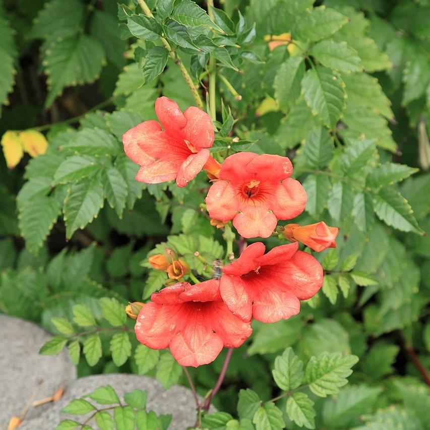 Campsis × tagliabuana 'Madame Galen ~ Madame Galen Trumpet Creeper-ServeScape