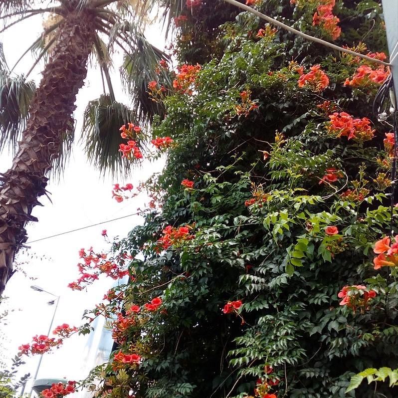 Campsis × tagliabuana 'Madame Galen ~ Madame Galen Trumpet Creeper-ServeScape