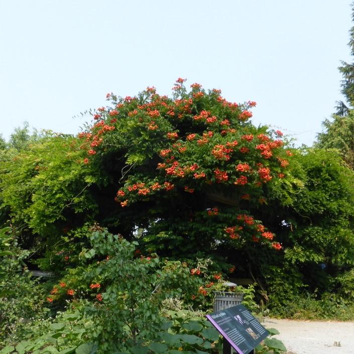 Campsis × tagliabuana 'Madame Galen ~ Madame Galen Trumpet Creeper-ServeScape