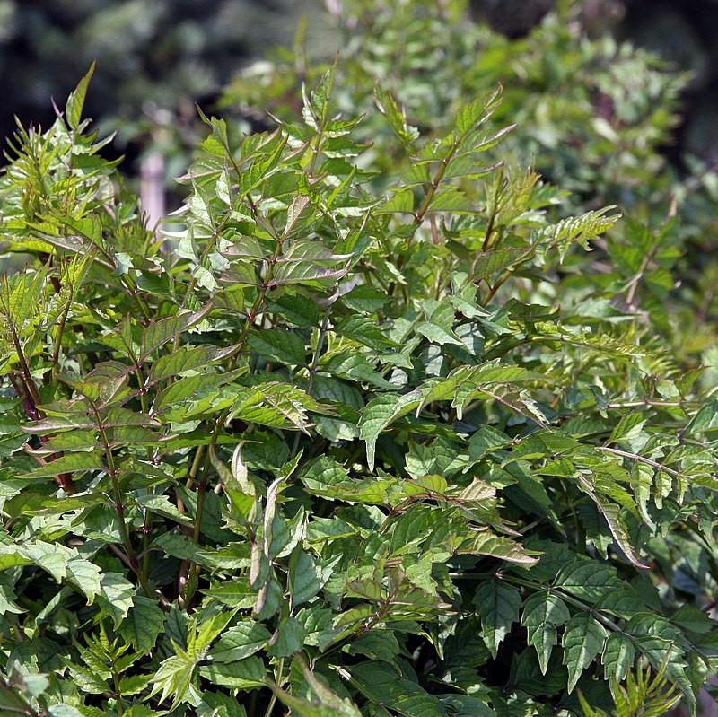 Campsis × tagliabuana 'Madame Galen ~ Madame Galen Trumpet Creeper-ServeScape