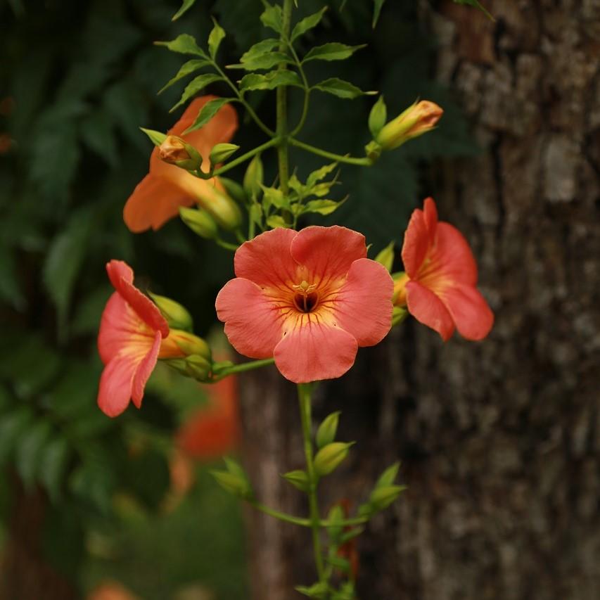 Campsis × tagliabuana 'Madame Galen ~ Madame Galen Trumpet Creeper - Delivered By ServeScape