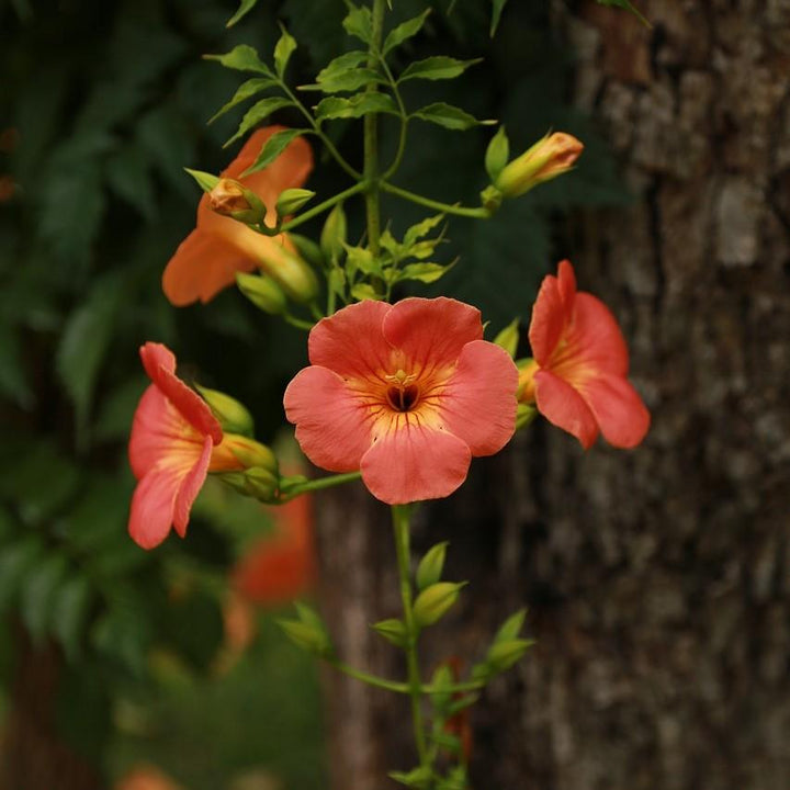 Campsis × tagliabuana 'Madame Galen ~ Madame Galen Trumpet Creeper - Delivered By ServeScape