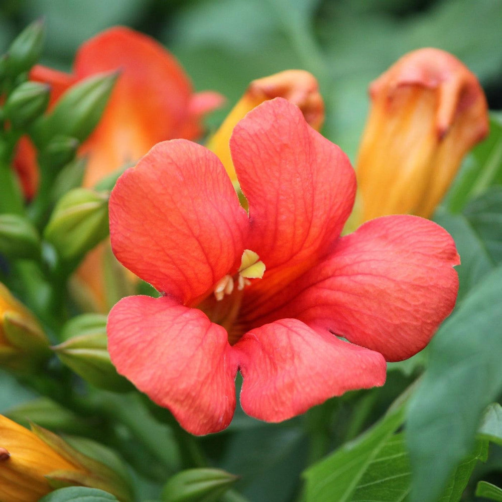 Campsis x tagliabuana 'Takarazuka Fresa' PP 23,917 ~ Summer Jazz™ Fire Campsis-ServeScape