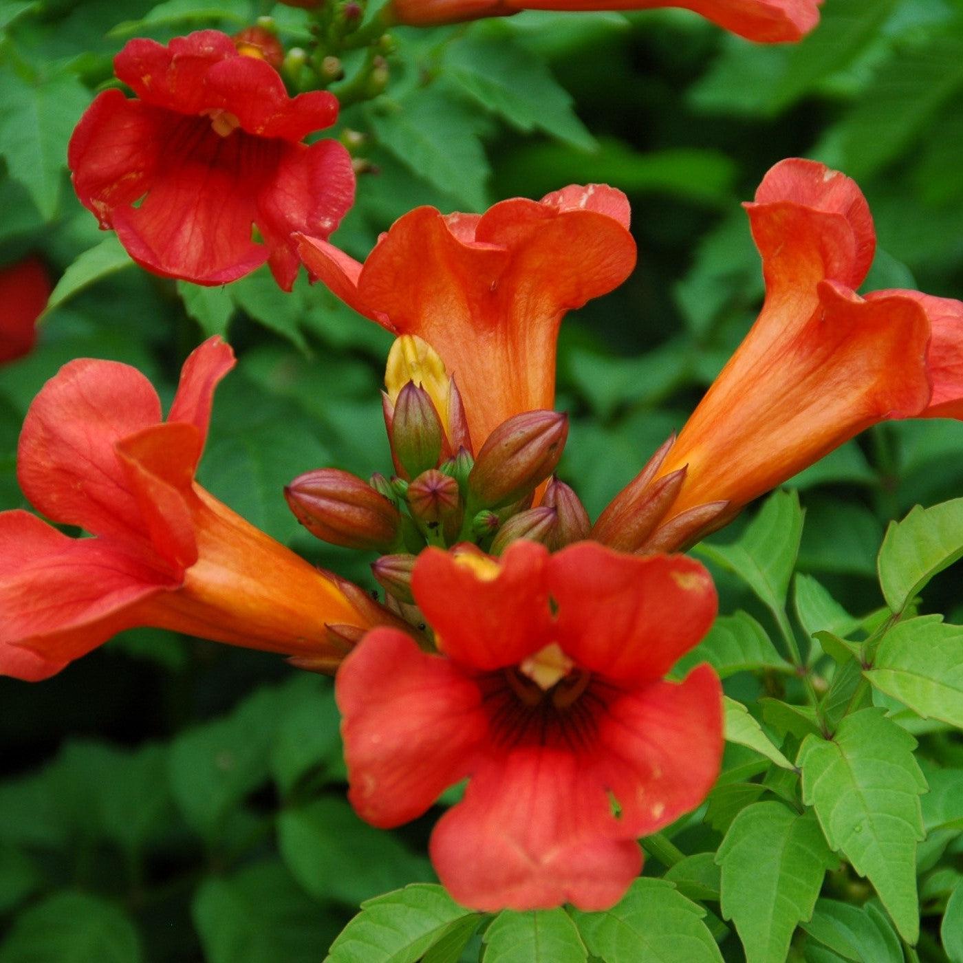 Campsis x tagliabuana 'Takarazuka Fresa' PP 23,917 ~ Summer Jazz™ Fire Campsis-ServeScape