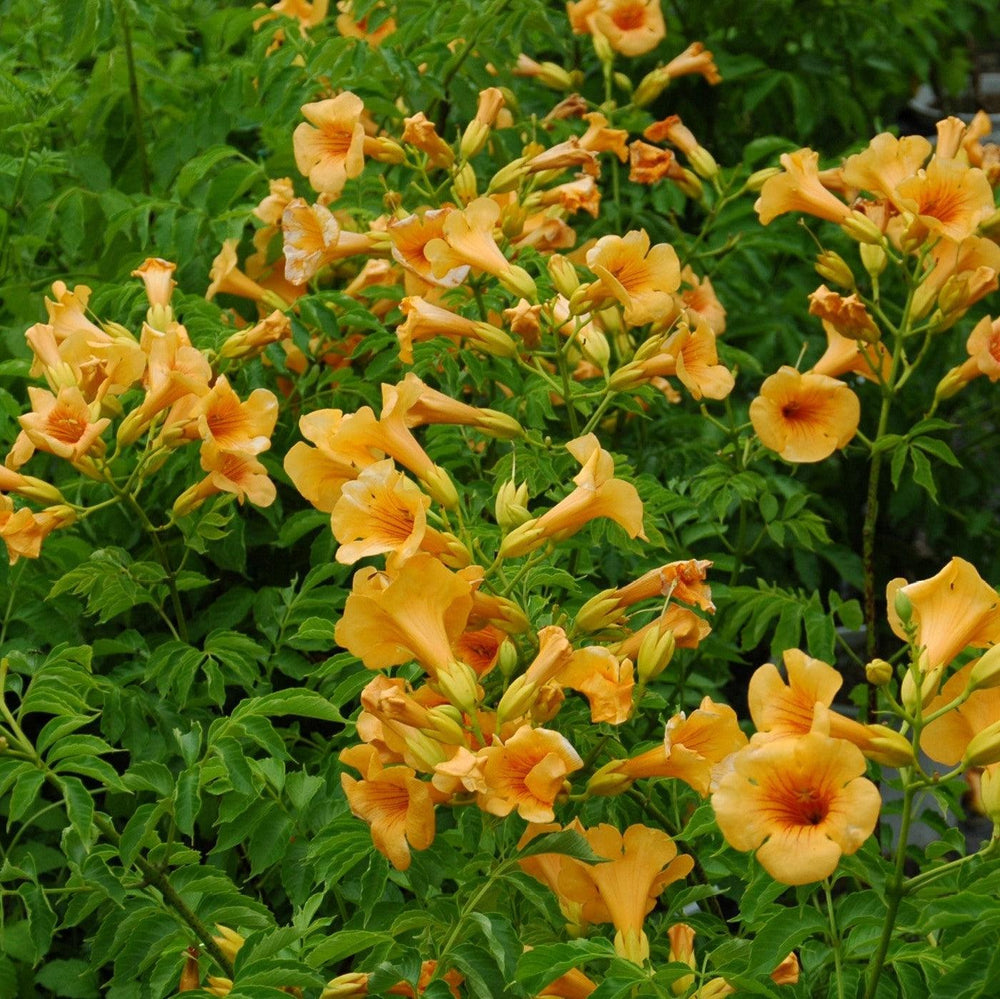 Campsis x tagliabuana 'Takarazuka Yellow' PP 23,918 ~ Summer Jazz™ Sunrise Gold Campsis-ServeScape