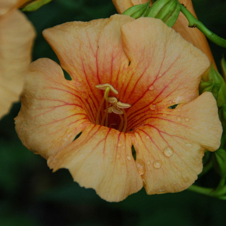 Campsis x tagliabuana 'Takarazuka Yellow' PP 23,918 ~ Summer Jazz™ Sunrise Gold Campsis-ServeScape