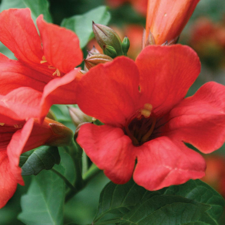Campsis x tagliabuana 'Takarazuka Fresa' PP 23,917 ~ Summer Jazz™ Fire Campsis-ServeScape