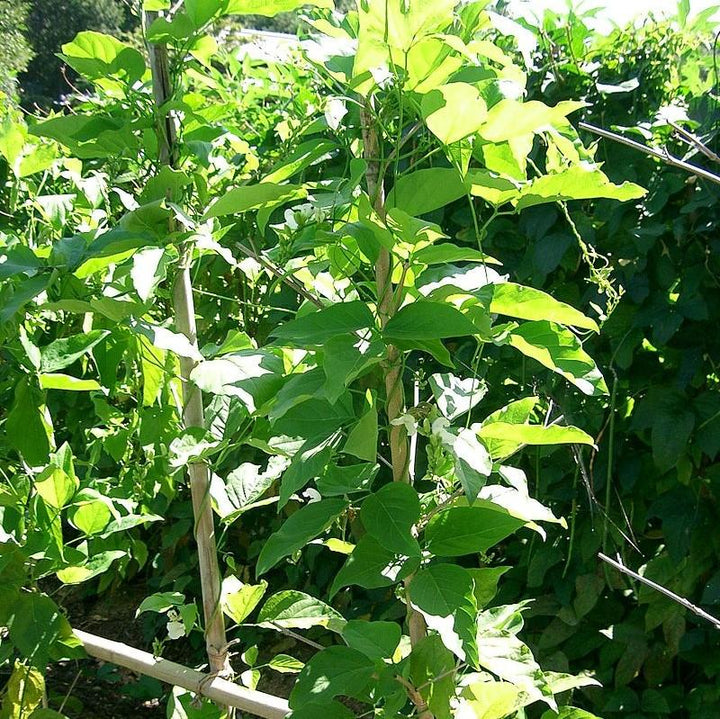Canavalia gladiata ~ Sword Bean-ServeScape