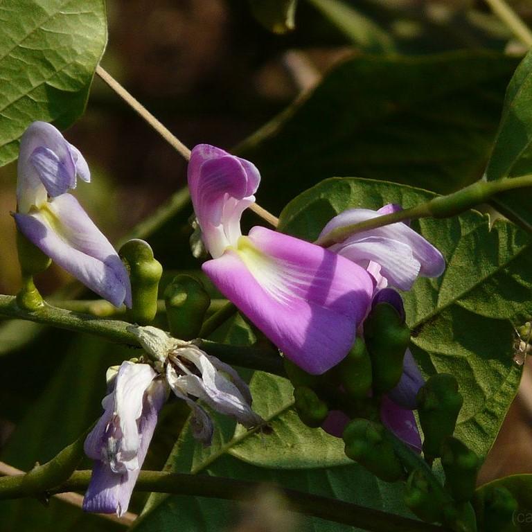 Canavalia gladiata ~ Sword Bean-ServeScape