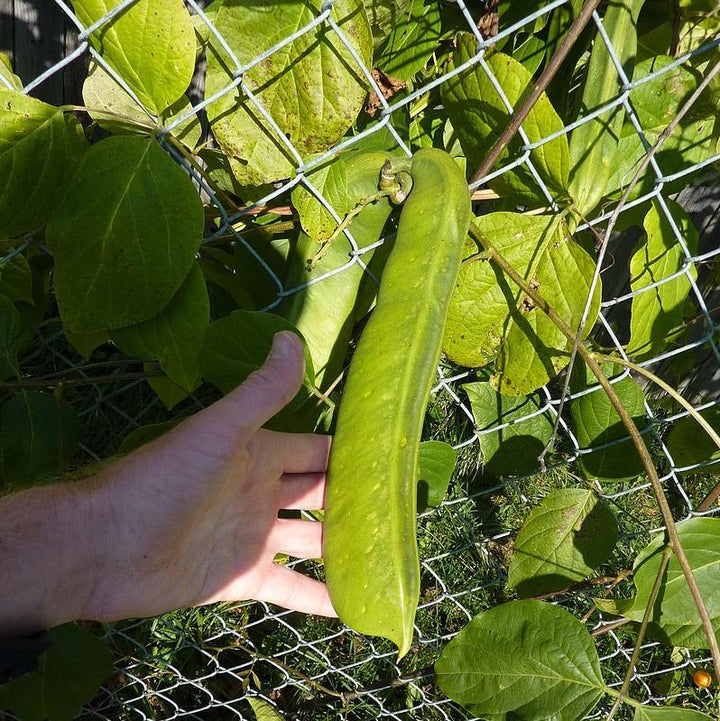 Canavalia gladiata ~ Sword Bean-ServeScape