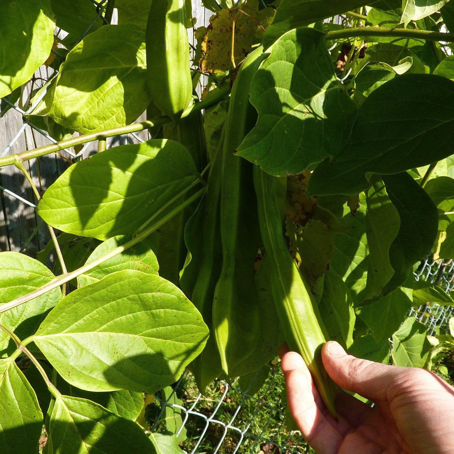 Canavalia gladiata ~ Sword Bean - Delivered By ServeScape