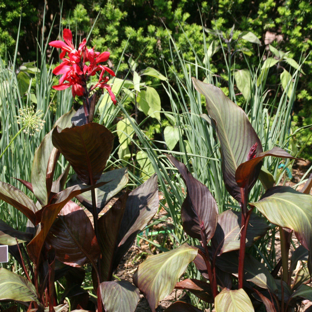 Canna 'Australia' ~ Australia Canna Lily - Delivered By ServeScape