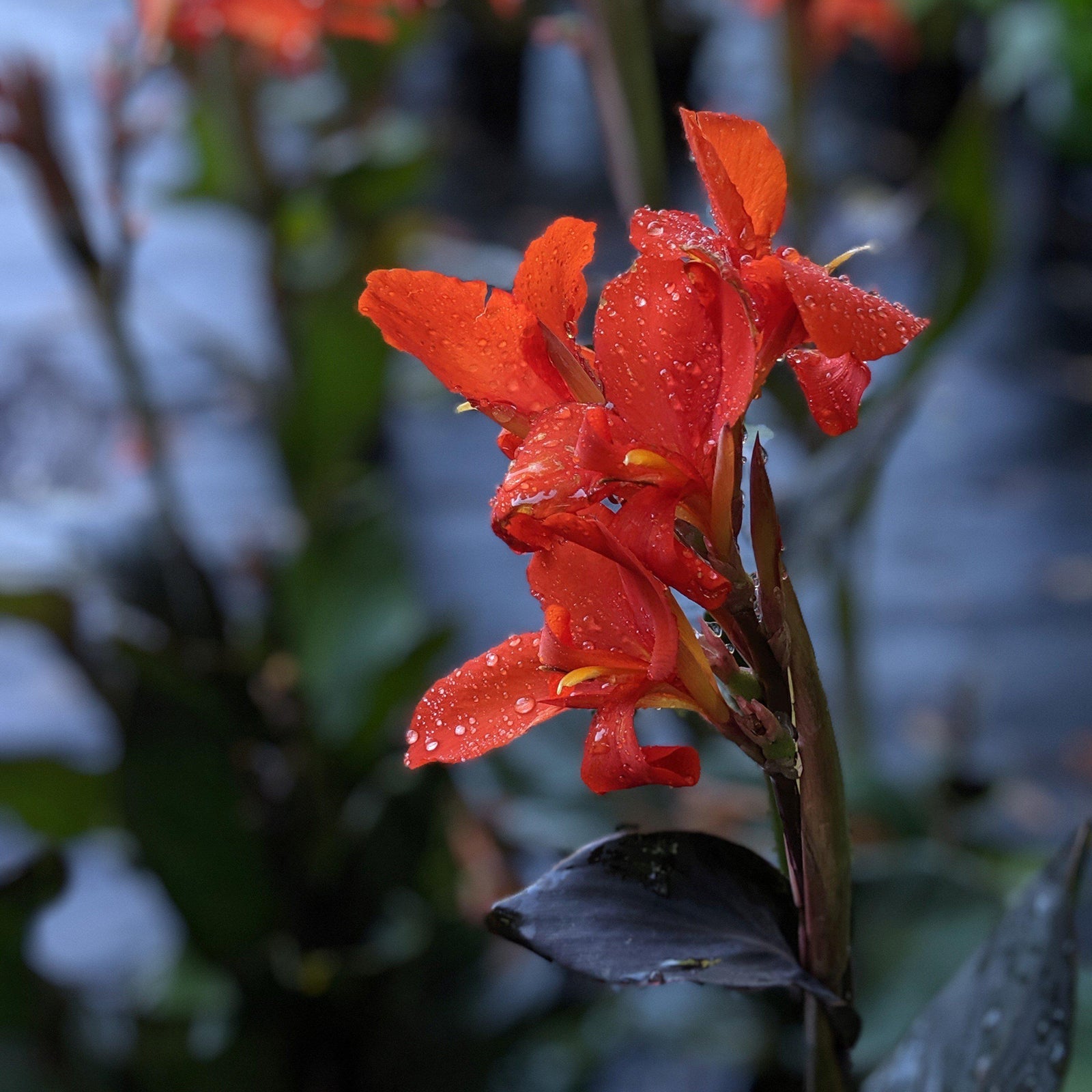 Canna 'Australia' ~ Australia Canna Lily-ServeScape