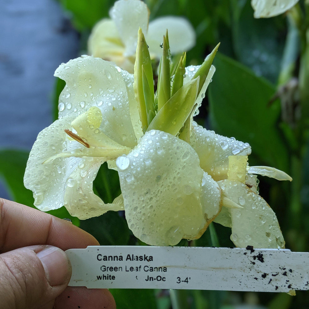 Canna Cannova 'Alaska' ~ Alaska Canna Lily-ServeScape