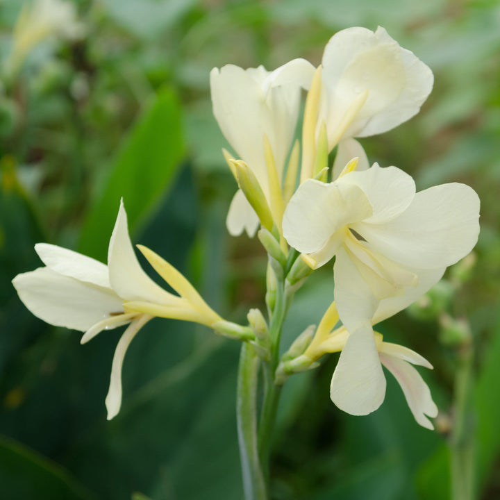 Canna Cannova 'Alaska' ~ Alaska Canna Lily-ServeScape