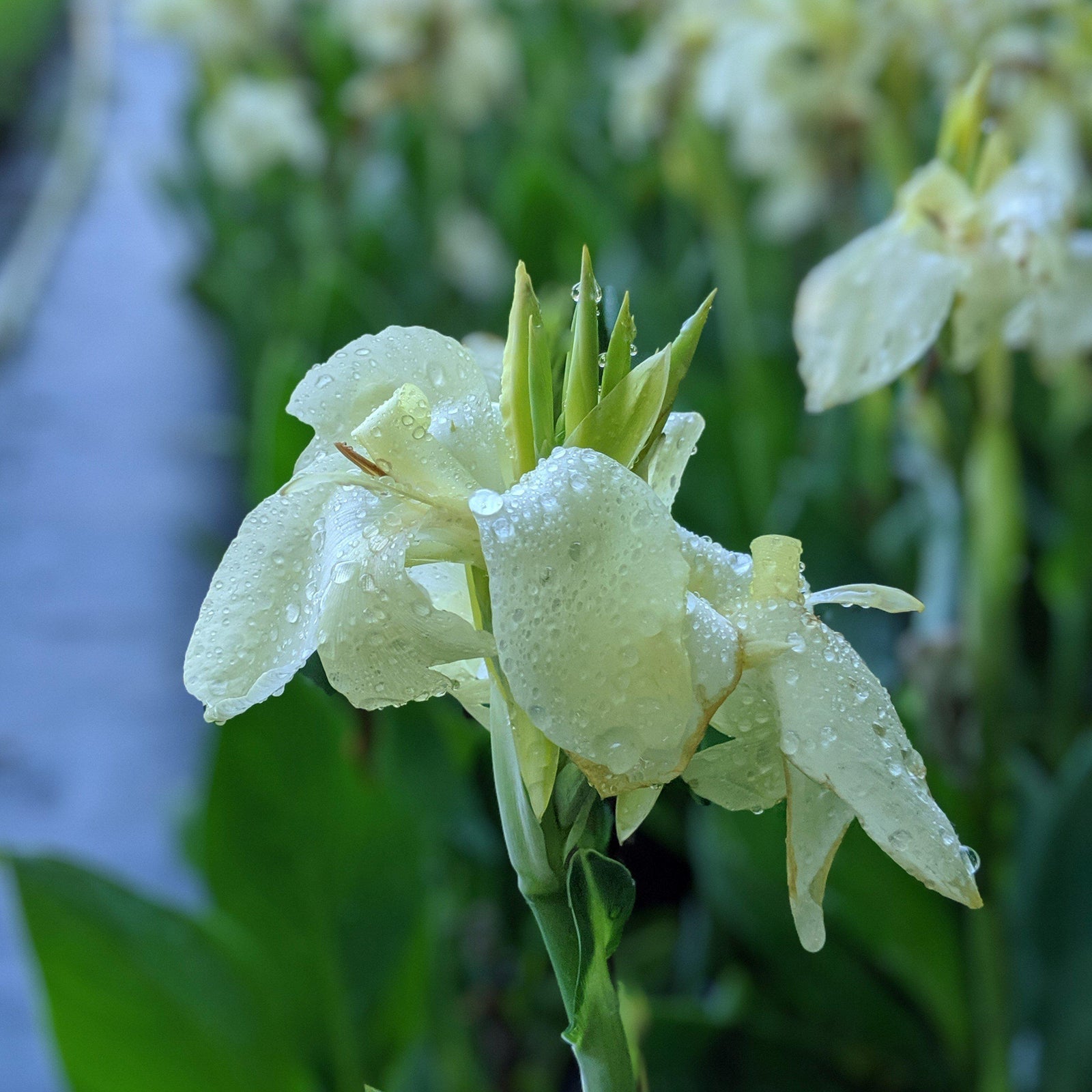 Canna Cannova 'Alaska' ~ Alaska Canna Lily-ServeScape