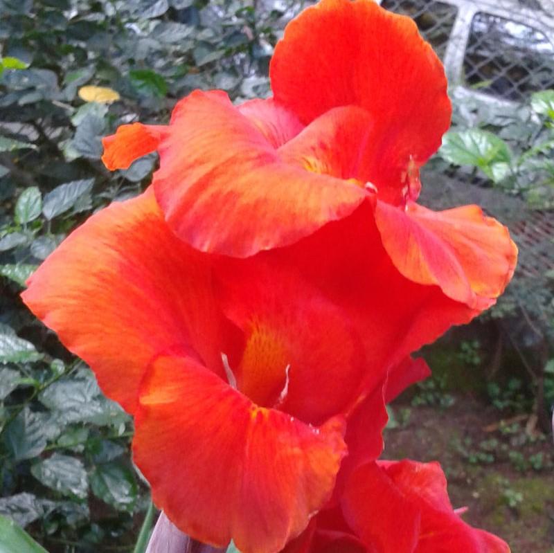 Canna 'Cleopatra' ~ Cleopatra Canna Lily, Red-ServeScape