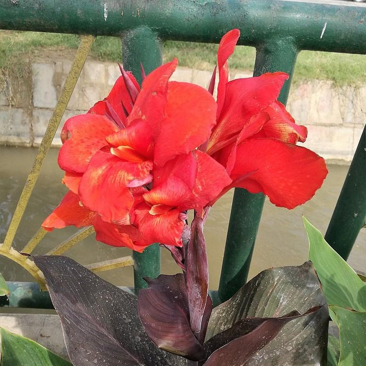 Canna 'Cleopatra' ~ Cleopatra Canna Lily, Red-ServeScape