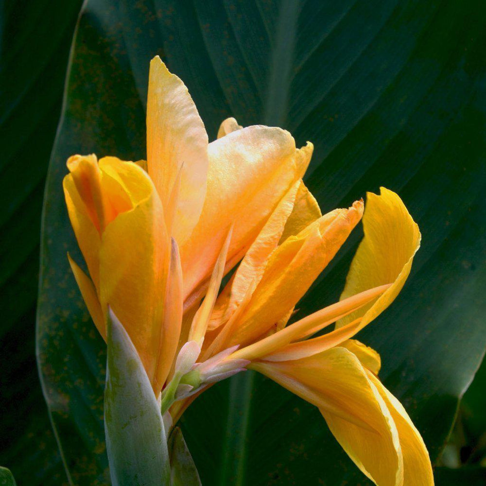 Canna 'Lemon Punch' ~ Lemon Punch Canna Lily
