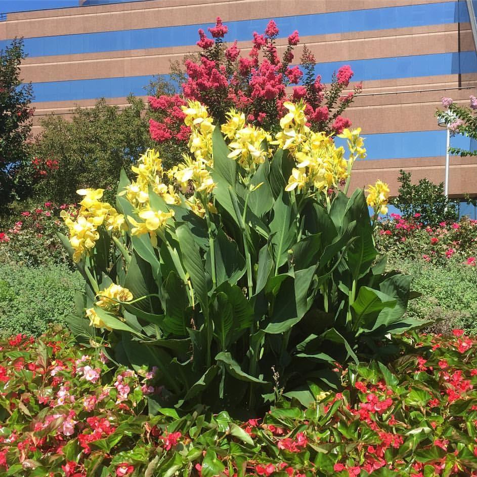 Canna 'Lemon Punch' ~ Lemon Punch Canna Lily