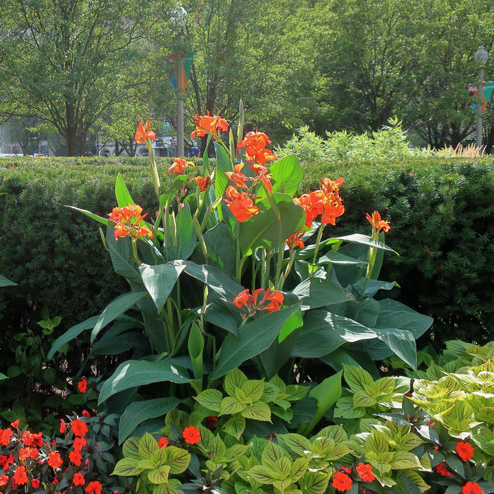 Canna 'Orange Punch' ~ Orange Punch Canna Lily